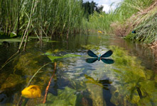 Calopteryx virgo
